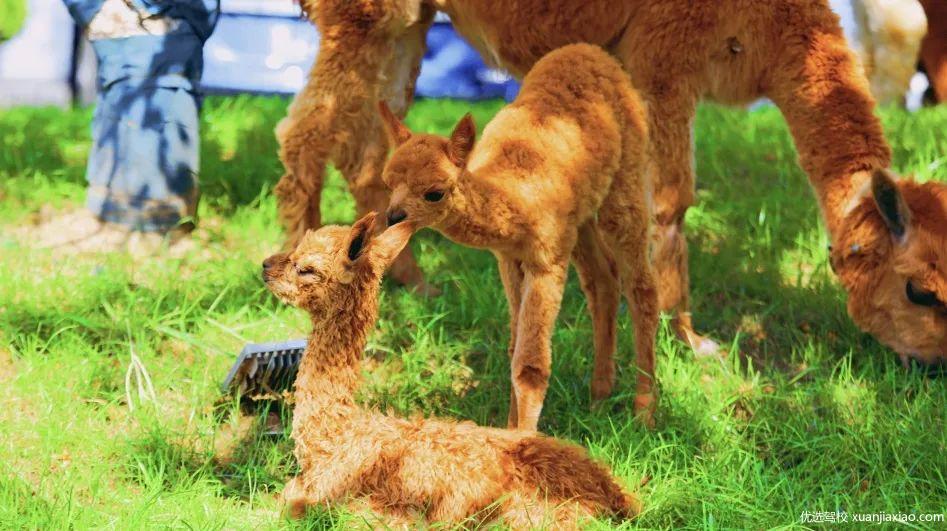 东方时尚驾校动物园