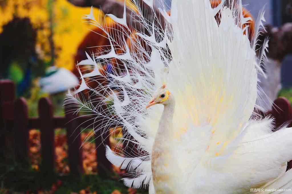 东方时尚驾校孔雀园