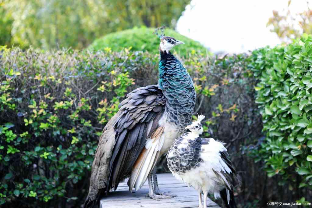 东方时尚驾校孔雀